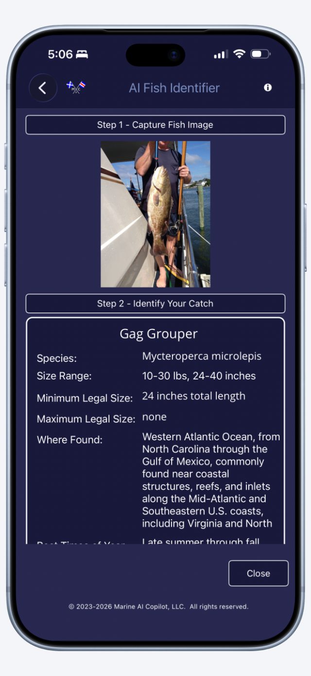 AI Fish Identifier result for a grouper, with its legal size.